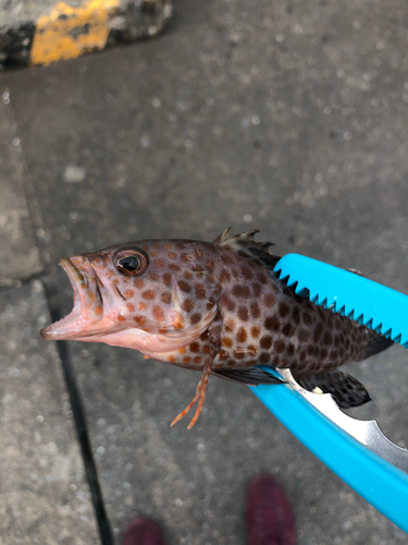 オオモンハタの釣果