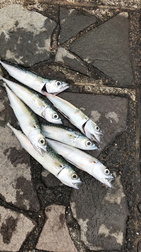 サバの釣果