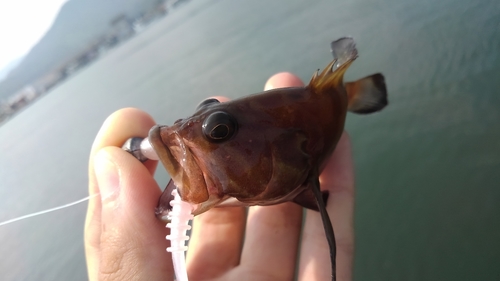 ヤミハタの釣果