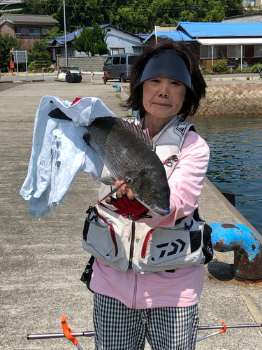 クロダイの釣果