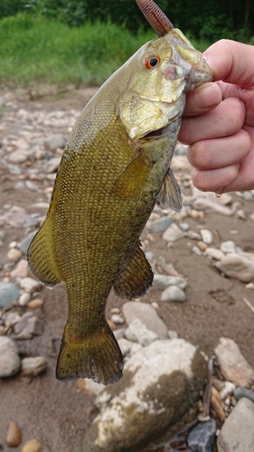 スモールマウスバスの釣果