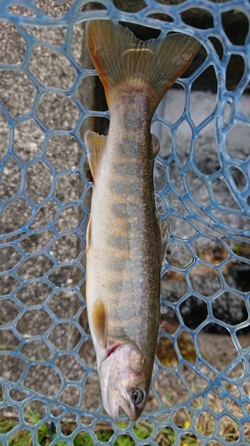 ヤマトイワナの釣果