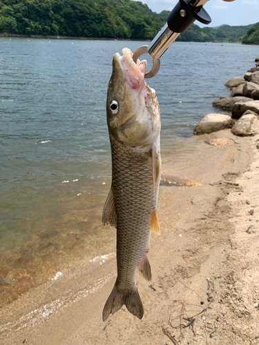 ニゴイの釣果