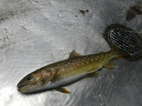 イワナの釣果