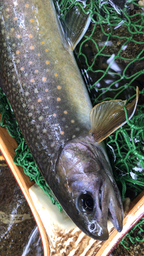 オショロコマの釣果