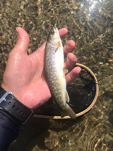 イワナの釣果