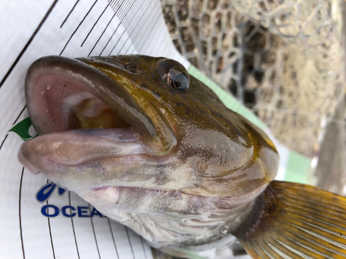 アイナメの釣果