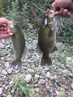 スモールマウスバスの釣果