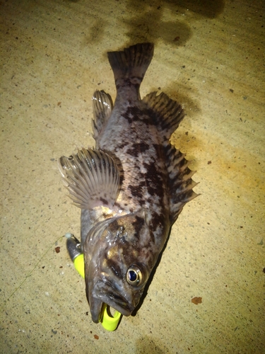 クロソイの釣果