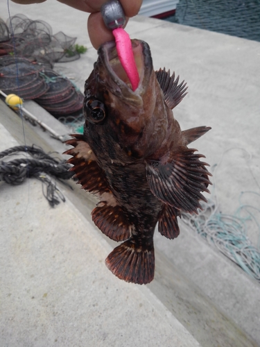 オウゴンムラソイの釣果