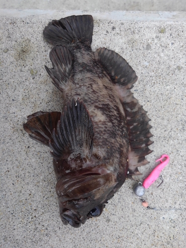 オウゴンムラソイの釣果