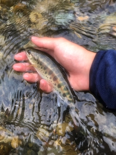 ヤマメの釣果