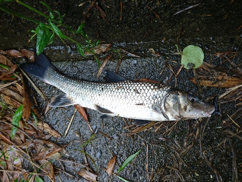 ニゴイの釣果