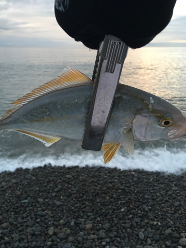 ツバスの釣果