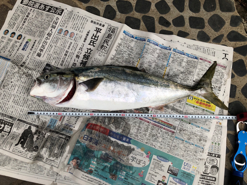 イナダの釣果