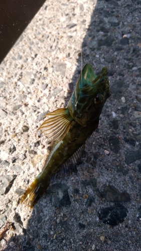 アナハゼの釣果