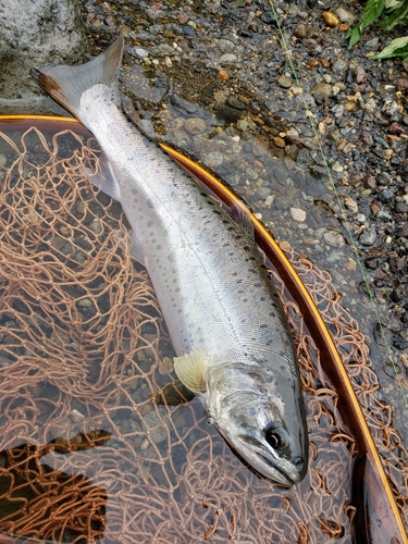 ヤマメの釣果