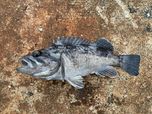 クロソイの釣果