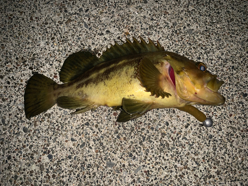 シマゾイの釣果