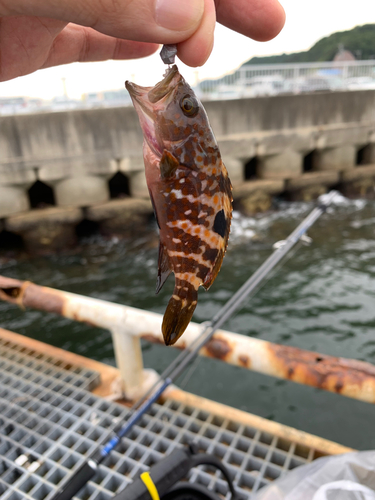 キジハタの釣果