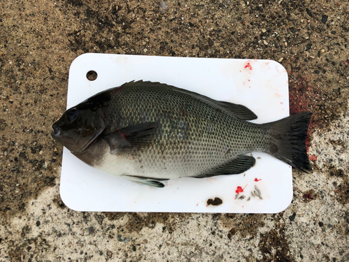 メジナの釣果