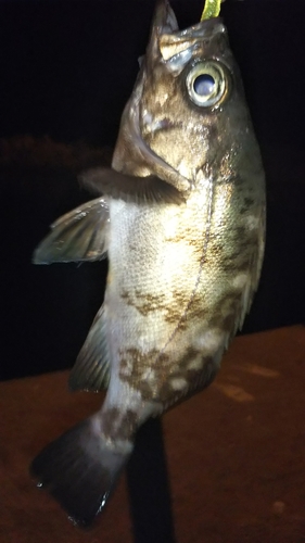 メバルの釣果