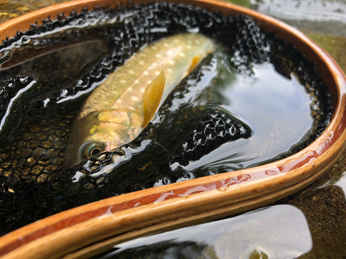 イワナの釣果