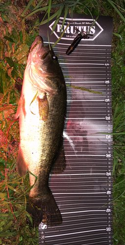 ブラックバスの釣果