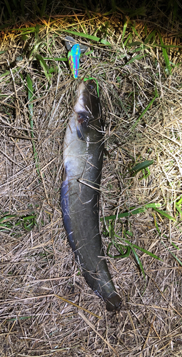 ナマズの釣果