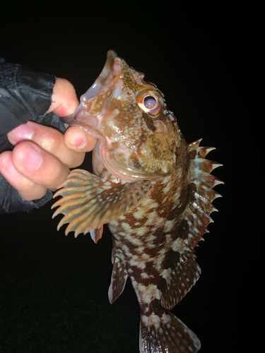 カサゴの釣果