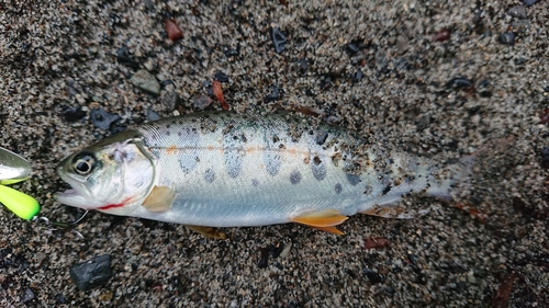 ヤマメの釣果