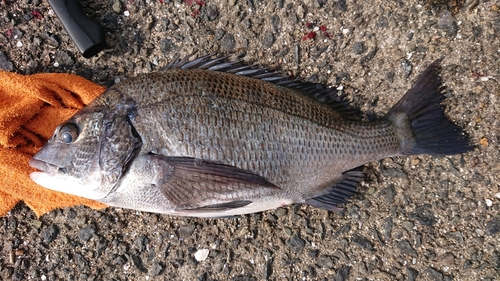 チヌの釣果