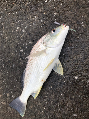 ホシミゾイサキの釣果