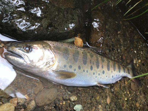 ヤマメの釣果