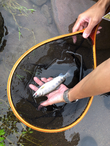 ヤマメの釣果