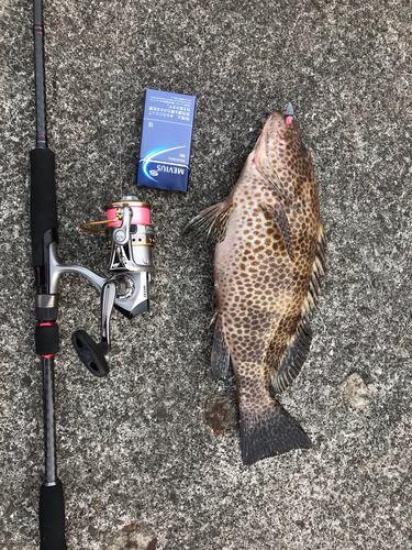 オオモンハタの釣果