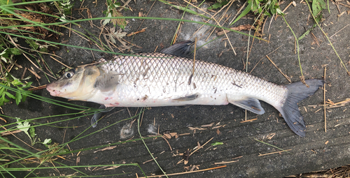 ニゴイの釣果