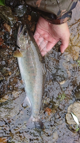 ヤマメの釣果