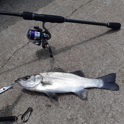 ヒラスズキの釣果