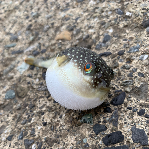 フグの釣果