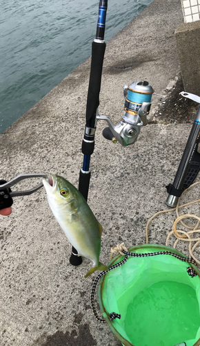 ショゴの釣果