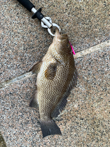 オオモンハタの釣果