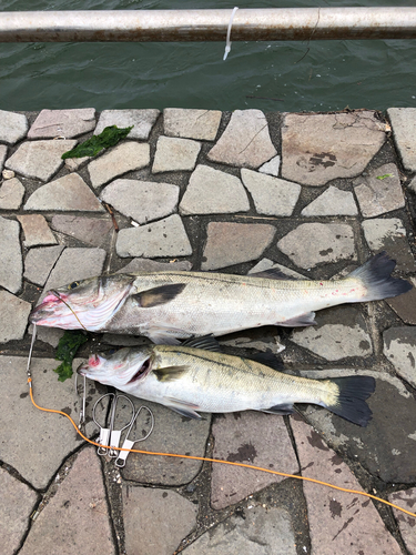 シーバスの釣果