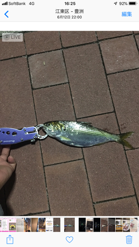 コノシロの釣果