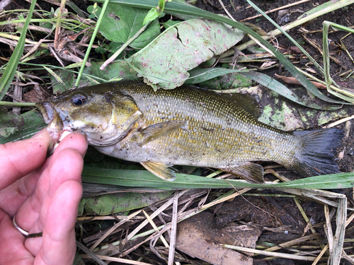 スモールマウスバスの釣果