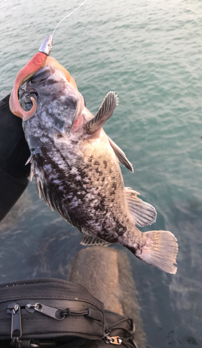 クロソイの釣果