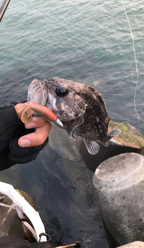 クロソイの釣果