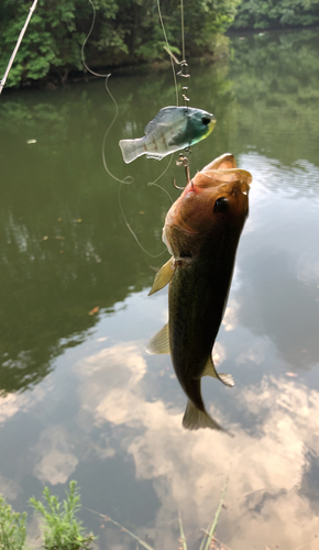 ブラックバスの釣果