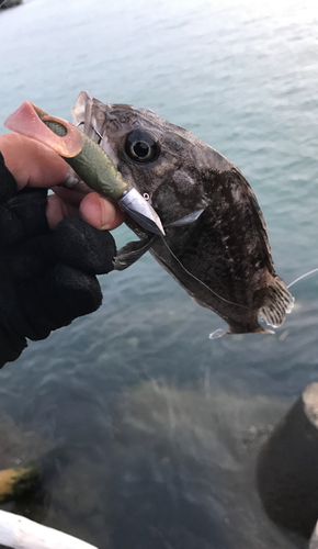 クロソイの釣果