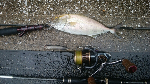 ショゴの釣果